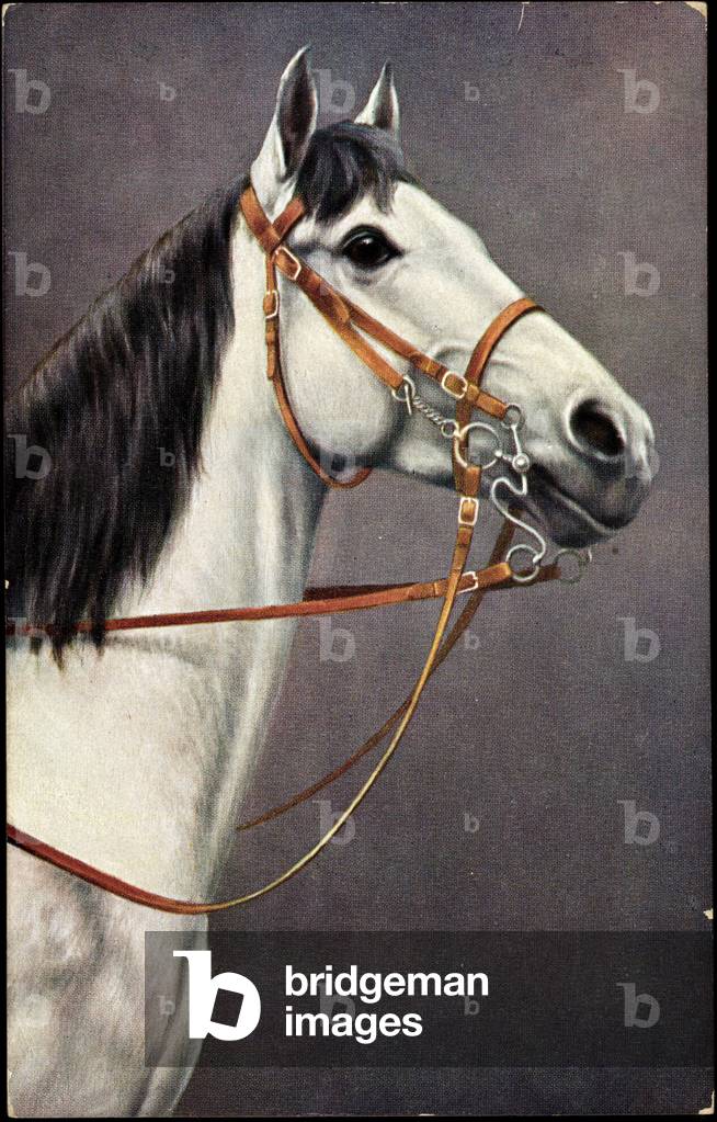 Artist White Horse, Bridle, Ears, Eyes, Nose, Neck