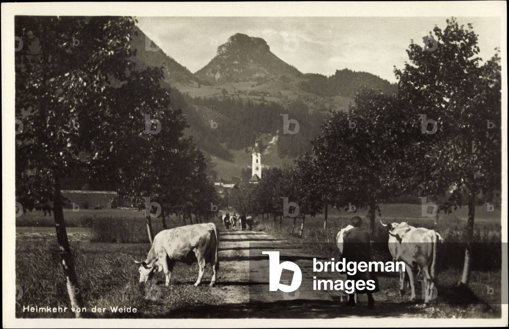 Oberaudorf am Inn, cattle herd comes from the pasture