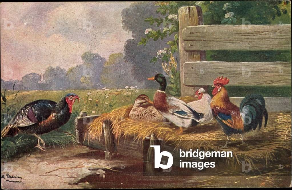 Artist turkey approaching the duck nest, rooster, alder