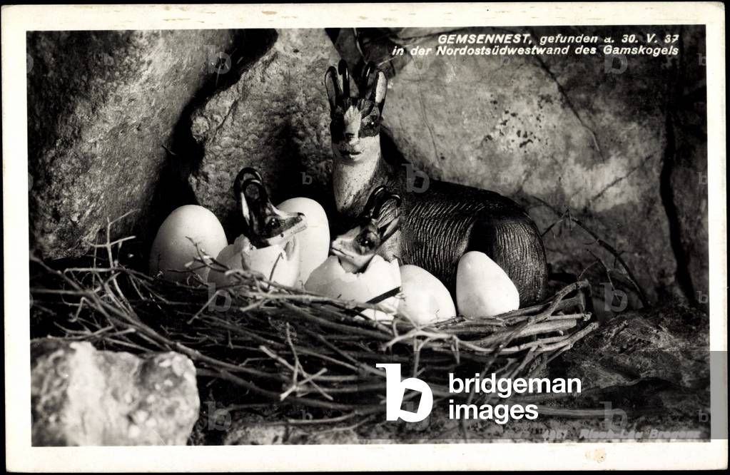 Gemsennest, found on 30 May 1937 in Northeast Southwest Face of Gamskogels, Eggs