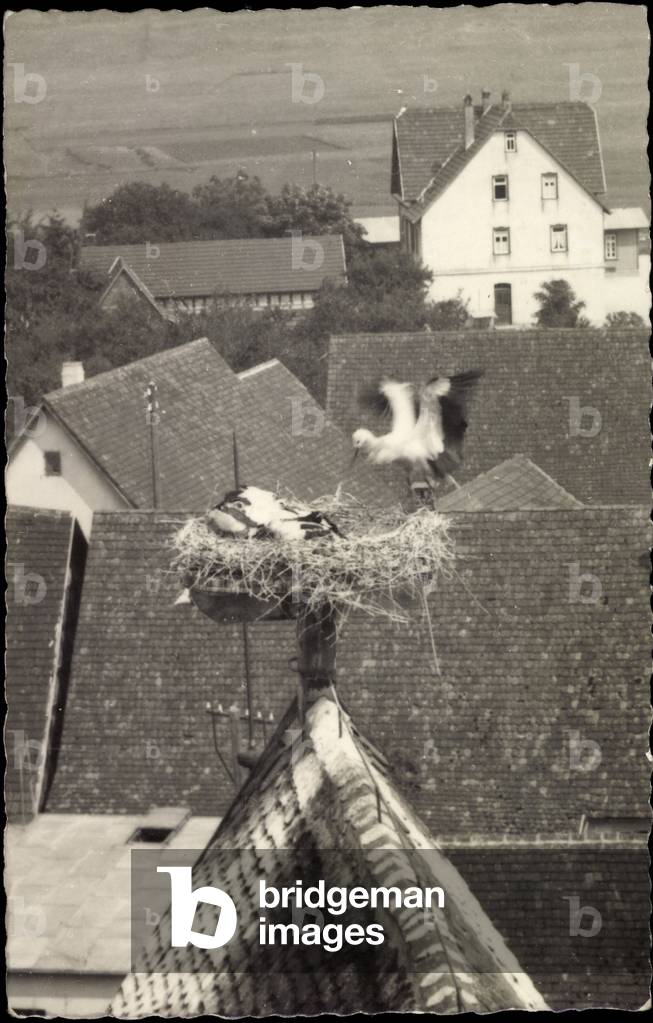 Storks, stork nest with stork pair