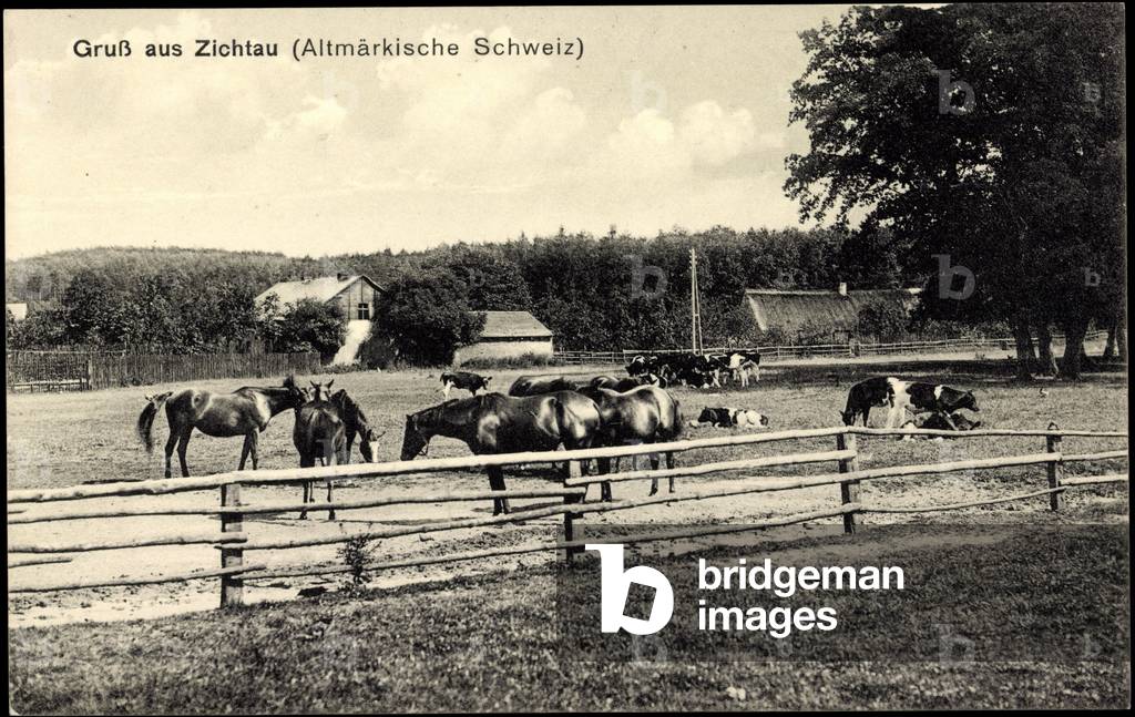 Zichtau Gardelegen Altmärkische Schweiz, horses and cattle a.d. pasture