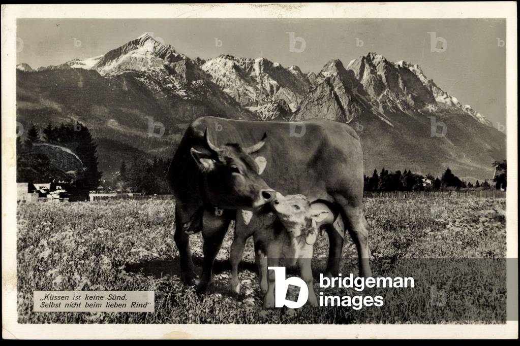 Kissing is not a sin, even when loving cattle, cows, mother, child