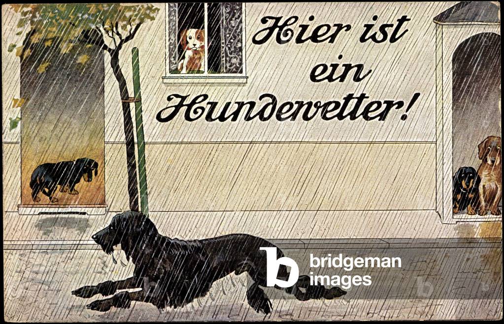 Artist Here is a dog weather, rain, wet road