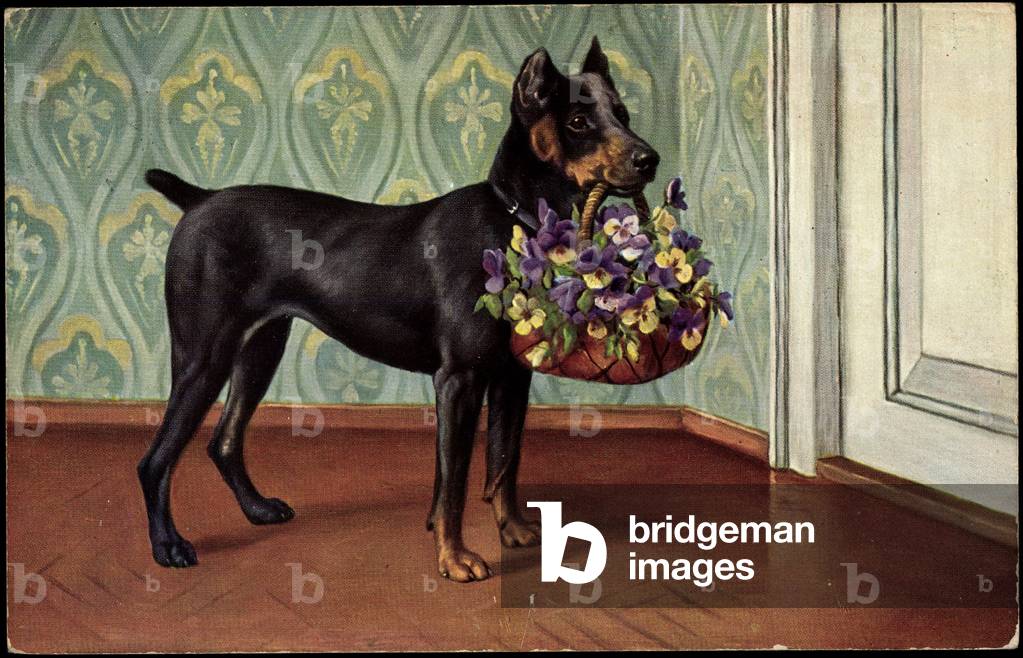 Dobermann Puppy with Flower Basket in the Mouth on the Door, Wallpaper with Embellishments