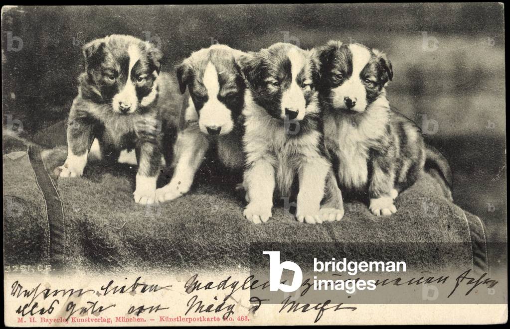 Dog puppies. on a blanket in a row, spotted
