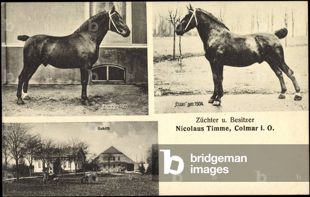 Neustadt Colmar Ovelgönne, Nicolaus Timmy, Horses