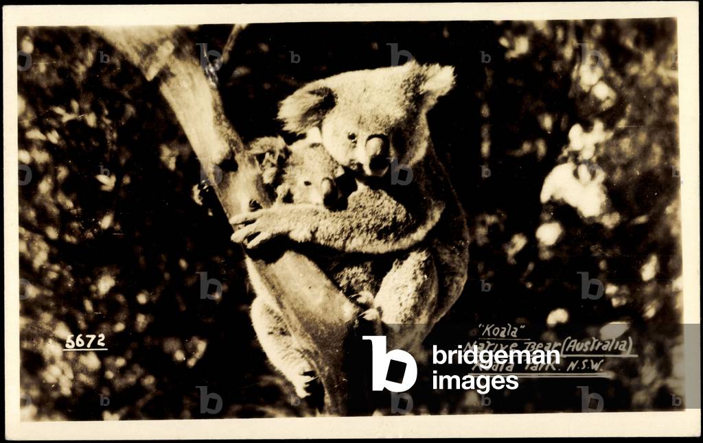 Koala, Narive Bear, Koala Park, Baghbear in Australia