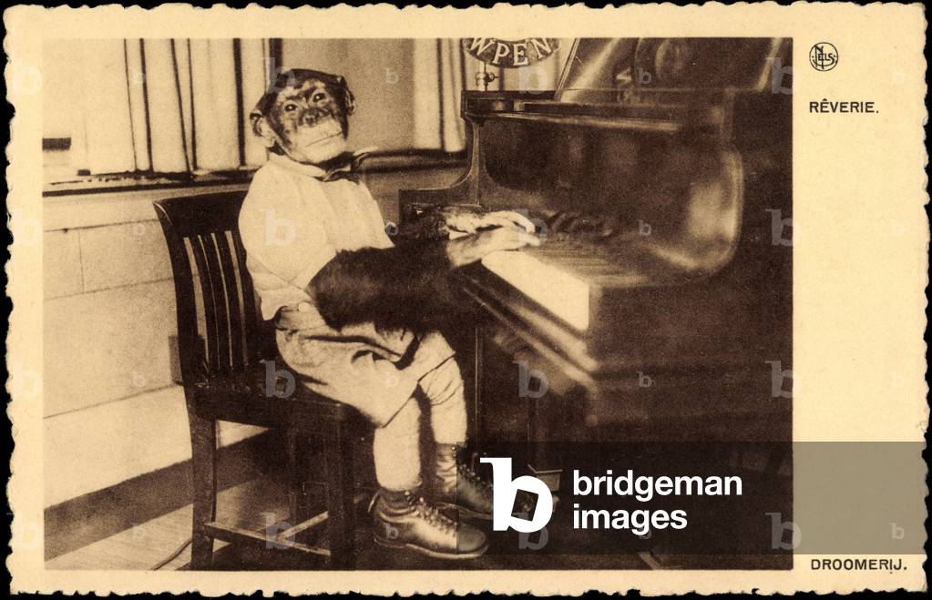 Portrait of a chimpanzee playing the piano