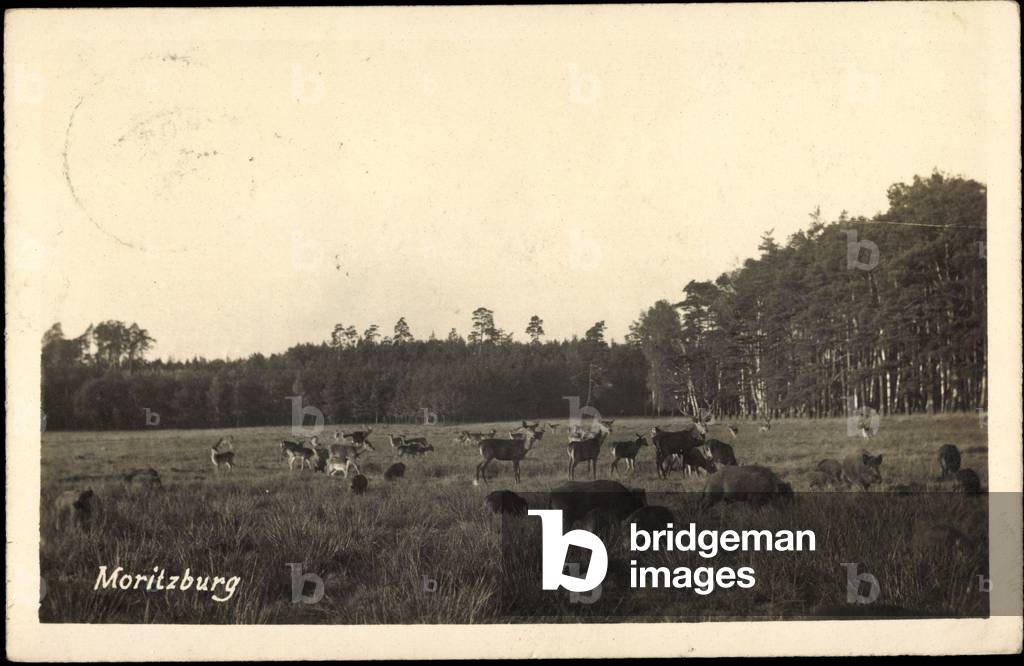 Moritzburg, view of a meadow with roe deer herd and wild boars