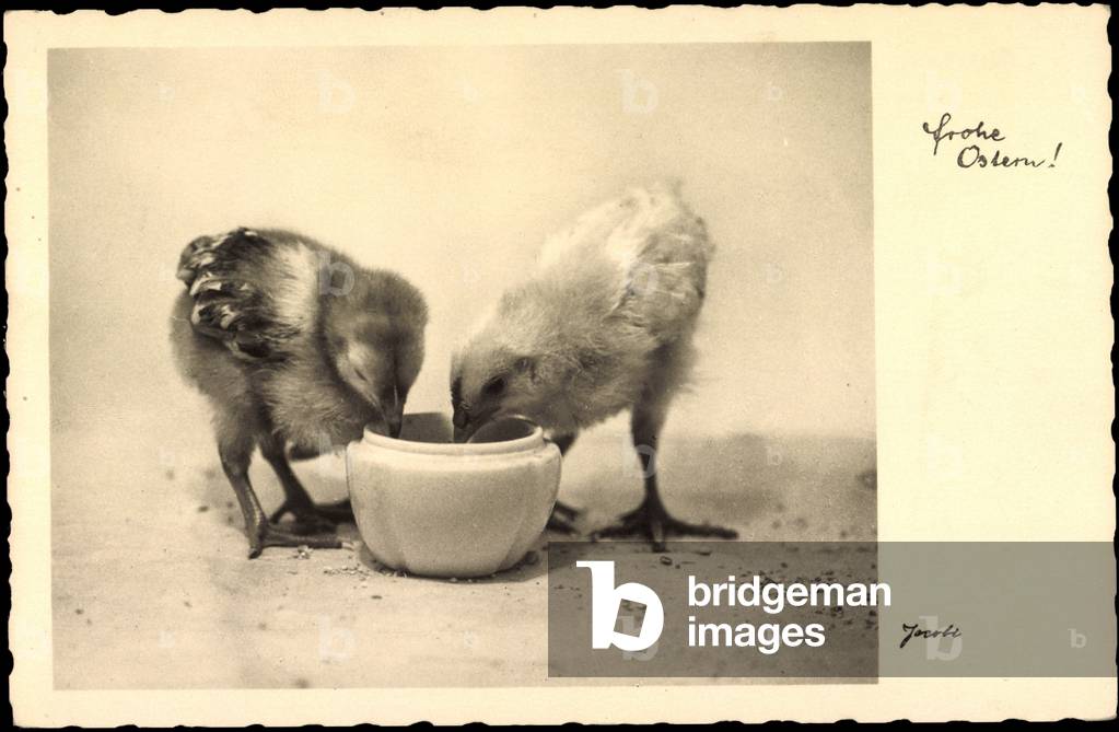 Happy Easter, chicks drink from water bowl, Amag