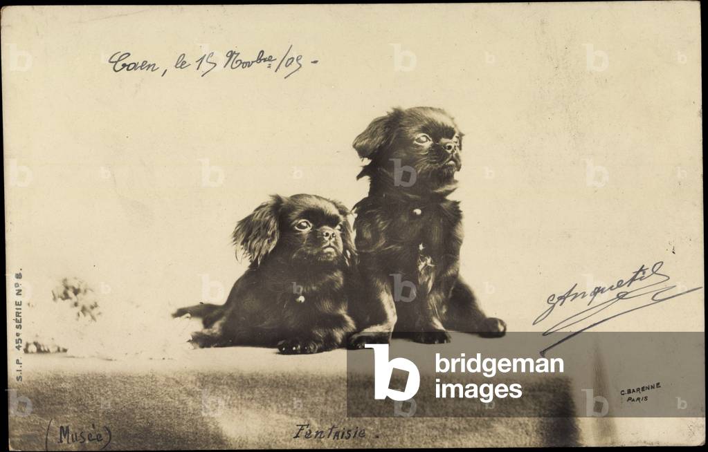 Portrait of two dogs sitting on a table