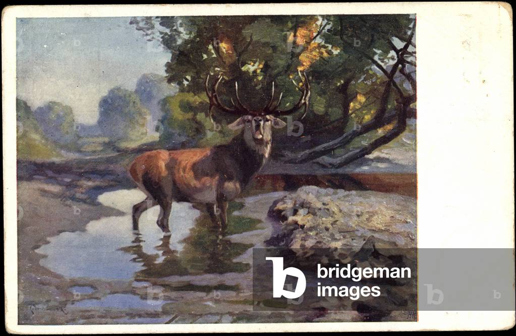Artist adult deer drinking by the water in the forest, BKWI