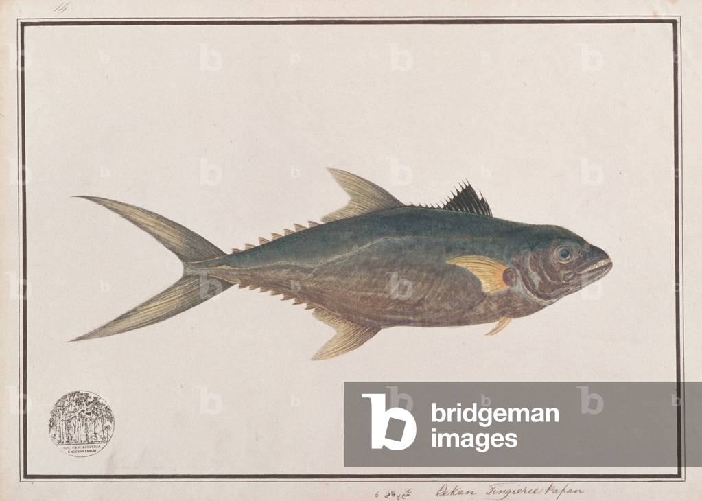 Indo-Pacific King Mackerel, from 'Drawings of Fishes from Malacca', c.1805-18 (w/c on paper)