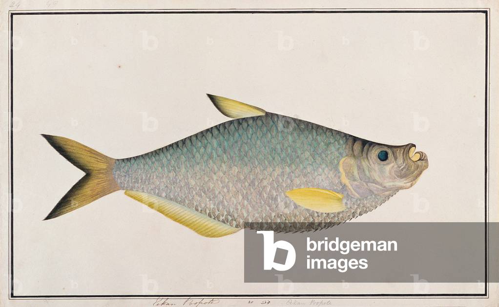 Ilisha, from 'Drawings of Fishes from Malacca', c.1805-18 (w/c on paper)