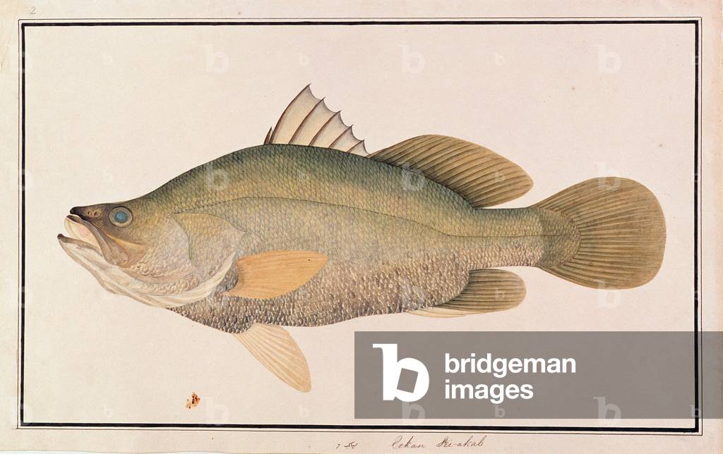 Immagine di Disegno "Persico Gigante", c.1805-18 di Chinese School, b/w