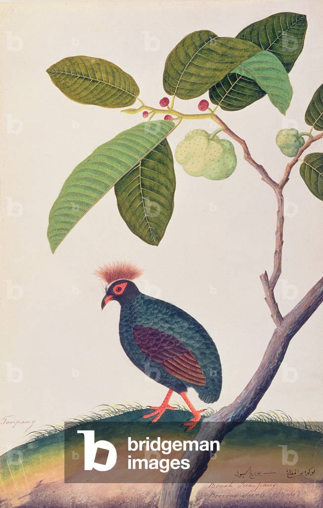 Booah Tumpang, from 'Drawings of Birds from Malacca', c.1805-18 (w/c on paper)