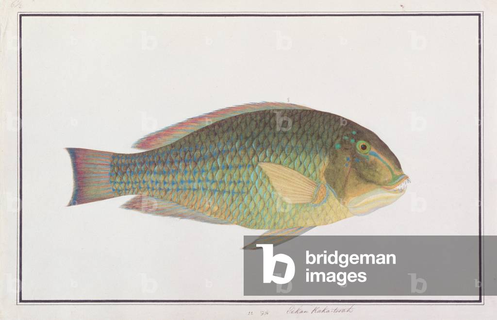 Tuskfish, from 'Drawings of Fishes from Malacca', c.1805-18 (w/c on paper)