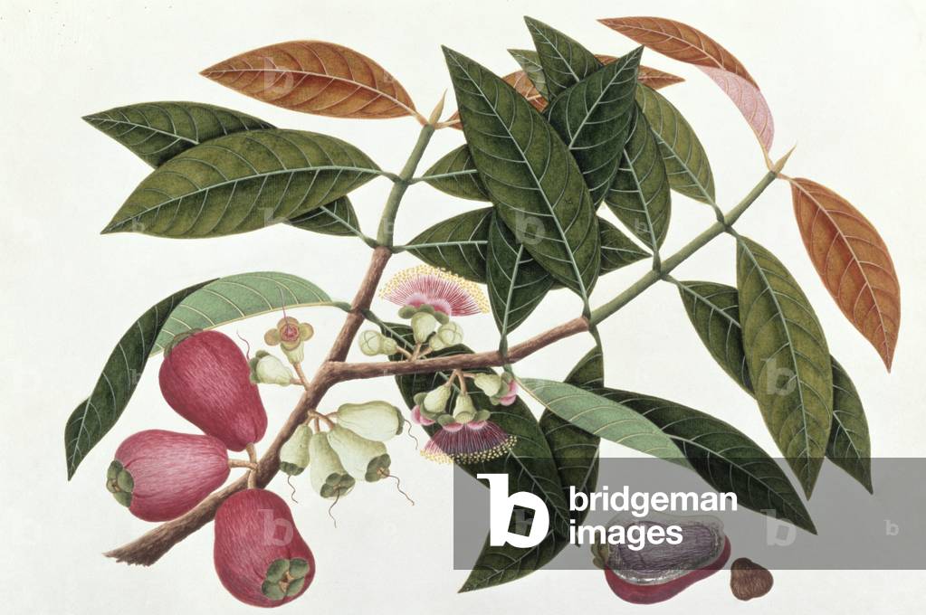 Jamboo Telore mera  or Eugenia Malacceusis, from 'Drawings of Plants from Malacca', c.1805-18 (w/c on paper)