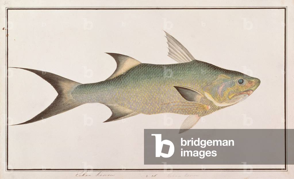 Threadfin, from 'Drawings of Fishes from Malacca', c.1805-18 (w/c on paper)