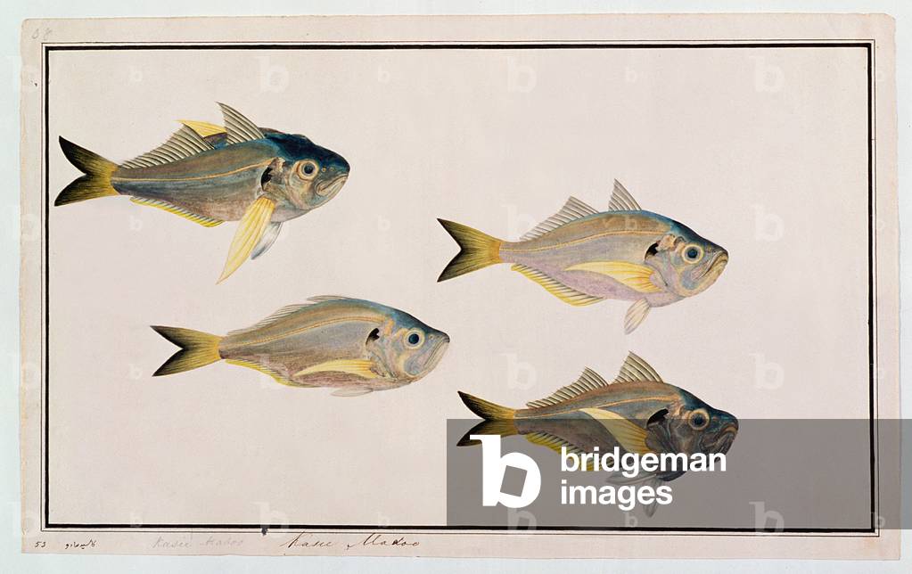 Kasee Madoo, from 'Drawings of Fishes from Malacca', c.1805-18 (w/c on paper)