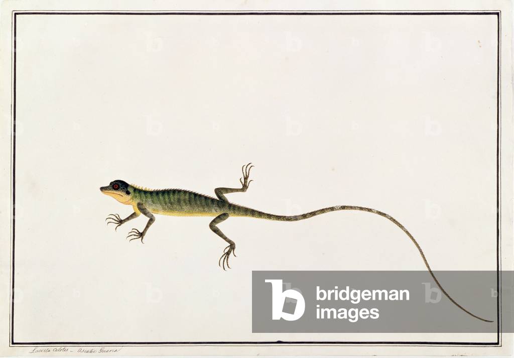 Immagine di Disegno "Guana asiatica", 19th Secolo di Chinese School