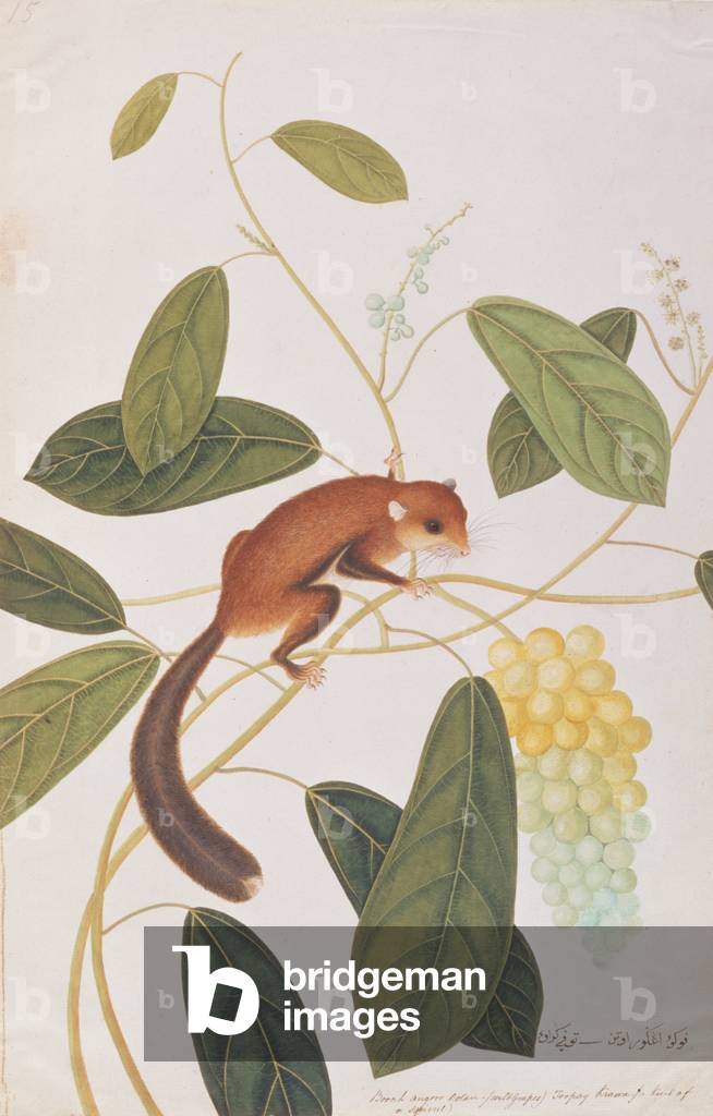 Grey-cheeked Flying Squirrel, from 'Drawings of Animals, Insects and Reptiles from Malacca', c.1805-18 (w/c & gouache on paper)
