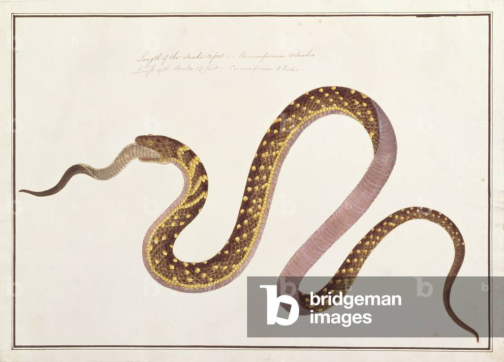 Large snake eating another, from 'Drawings of Animals, Insects and Reptiles from Malacca', c.1805-18 (w/c and gouache on paper)