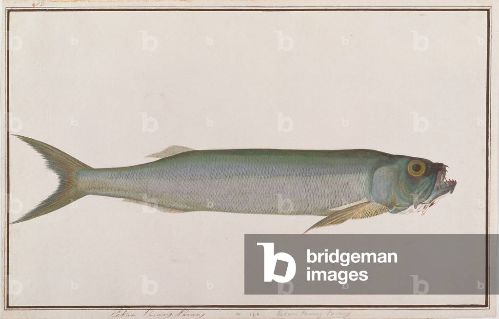 Dorab Wolf-herring, from 'Drawings of Fishes from Malacca', c.1805-18 (w/c on paper)