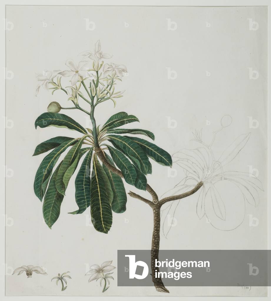 Cerbera manghas L., 1787 (w/c on paper)