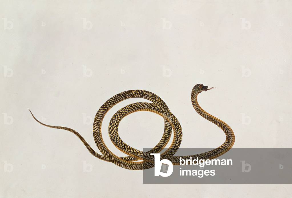 Oolur, from 'Drawings of Animals, Insects and Reptiles from Malacca', c.1805-18 (gouache and w/c on paper)