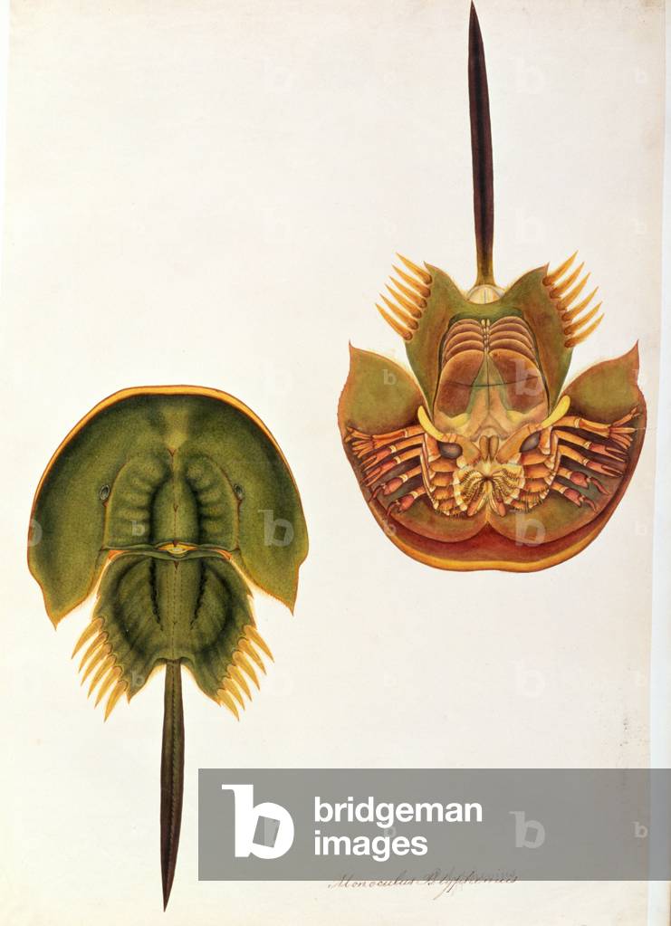Monoculus Polyphemus, from 'Drawings of Animals, Insects and Reptiles from Malacca', c.1805-18 (w/c and gouache on paper)