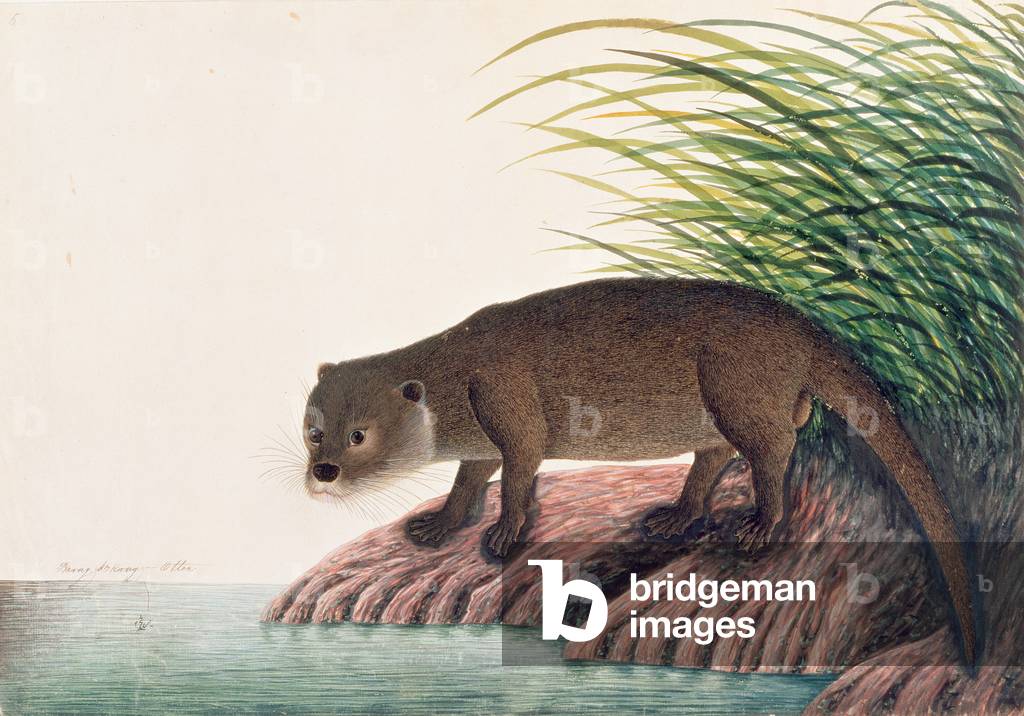 Otter, Brang-Brang, from 'Drawings of Animals, Insects and Reptiles from Malacca', c.1805-18 (w/c and gouache on paper)
