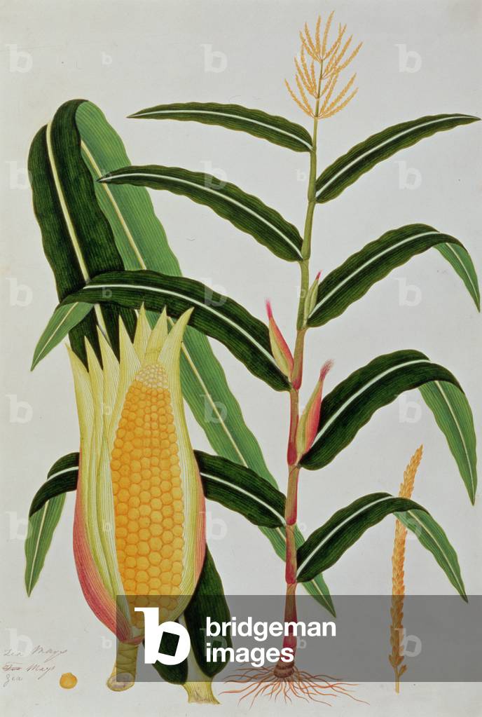Immagine di Disegno "Jagong o mais indiano", 19th Secolo di Chinese School
