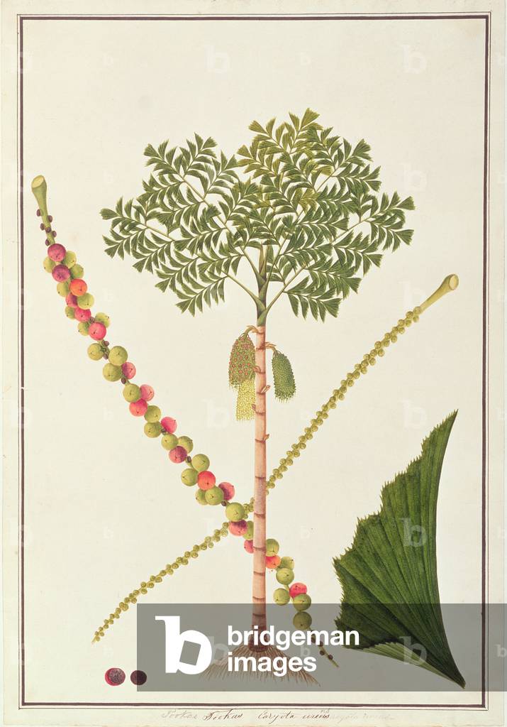 Fishtail Palm, from 'Drawings of Plants from Malacca', c.1805-18 (w/c on paper)