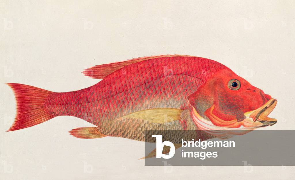 Eekan Bambangan, from 'Drawings of Fishes from Malacca', c.1805-18 (w/c on paper)