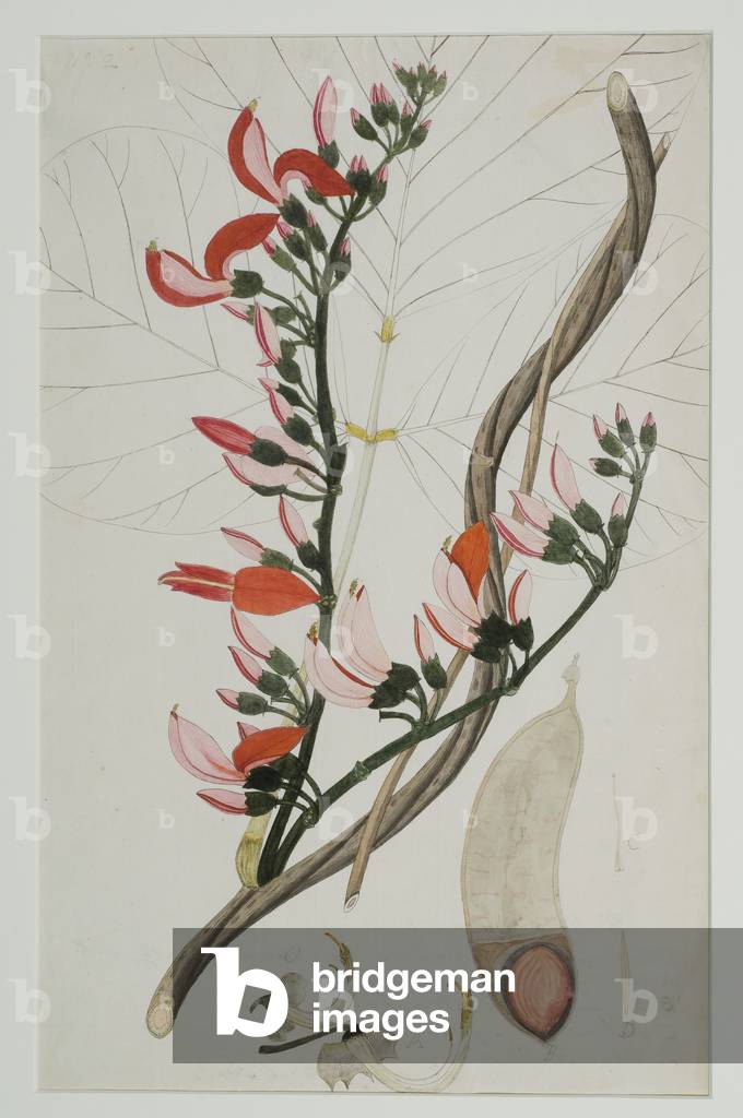 Butea superba Willd, 1787 (watercolour on paper)
