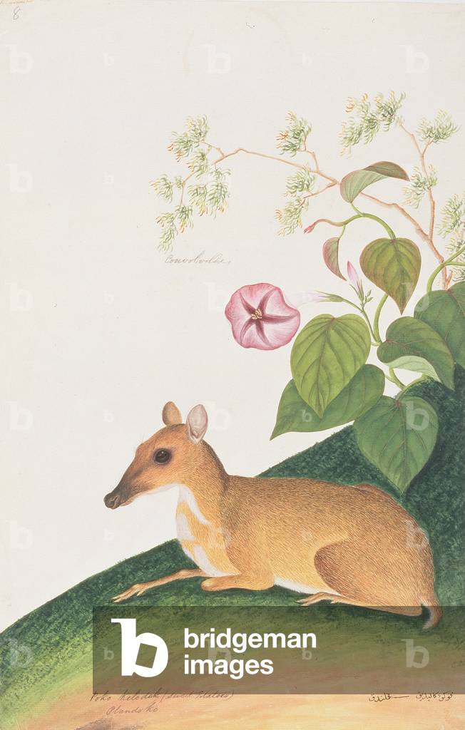 Lesser Mousedeer, from 'Drawings of Animals, Insects and Reptiles from Malacca', c.1805-18 (w/c & gouache on paper)