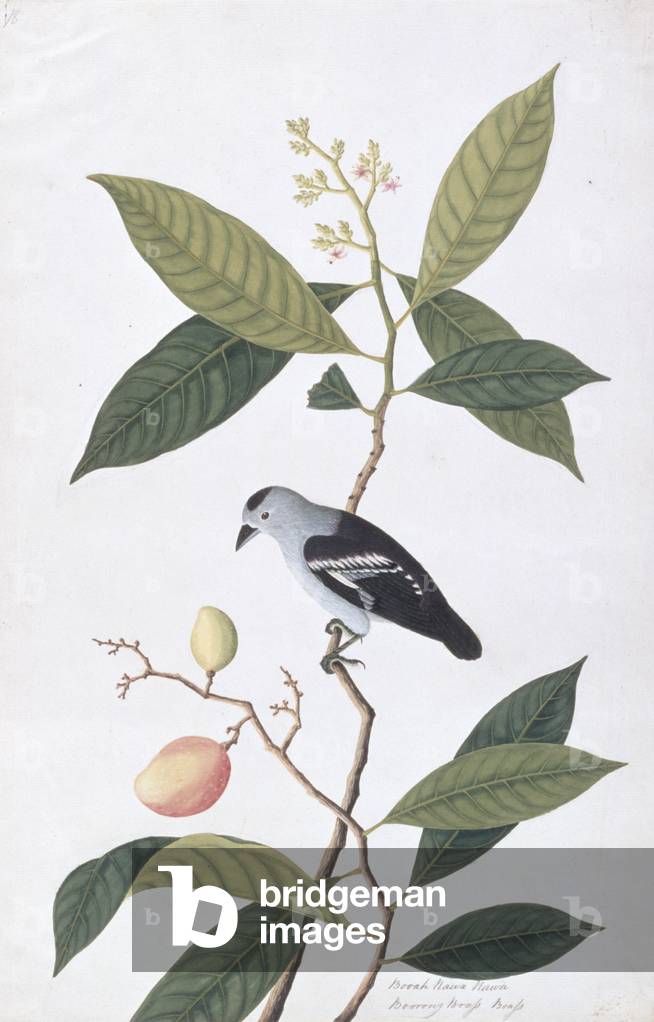 Booah Nawa Hawa, from 'Drawings of Birds from Malacca', c.1805-18 (w/c on paper)