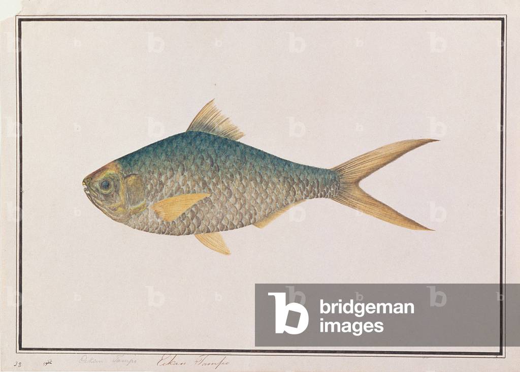 Shad, da 'Disegni di pesci di Malaca', c.1805-18 (p/c su carta)