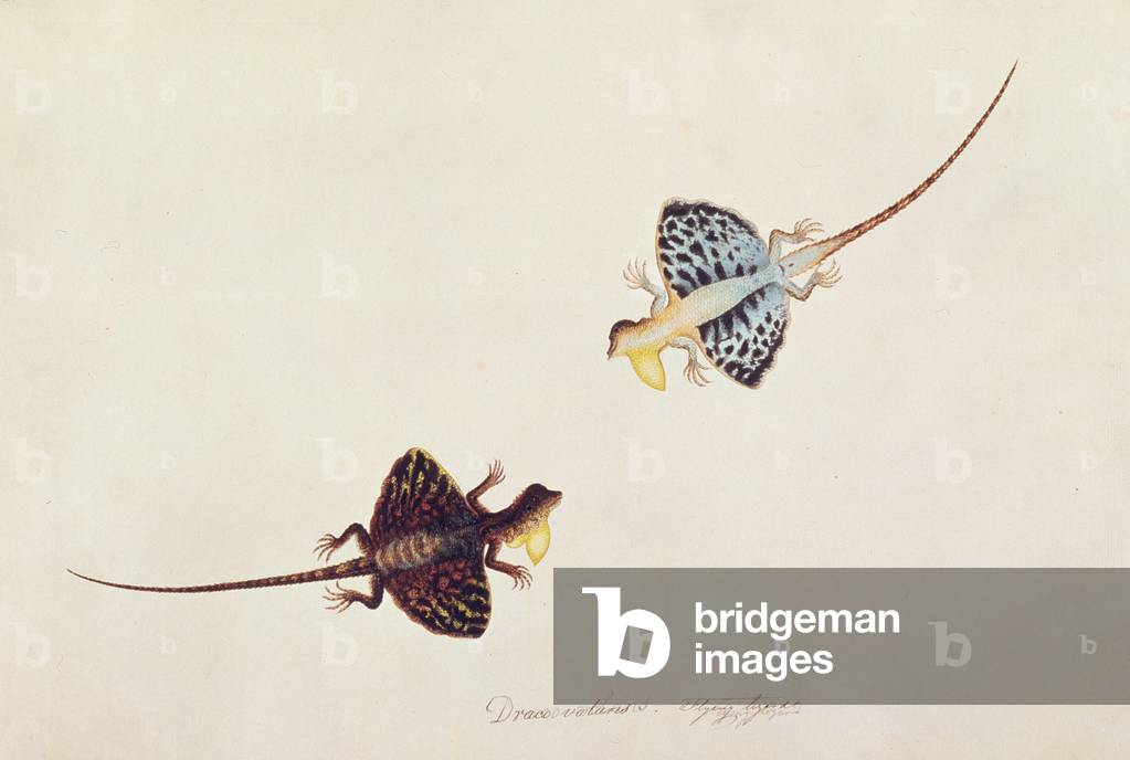 Flying Lizard, Draco volans, Soompah Soompah, from 'Drawings of Animals, Insects and Reptiles from Malacca', c.1805-18 (w/c and gouache on paper)