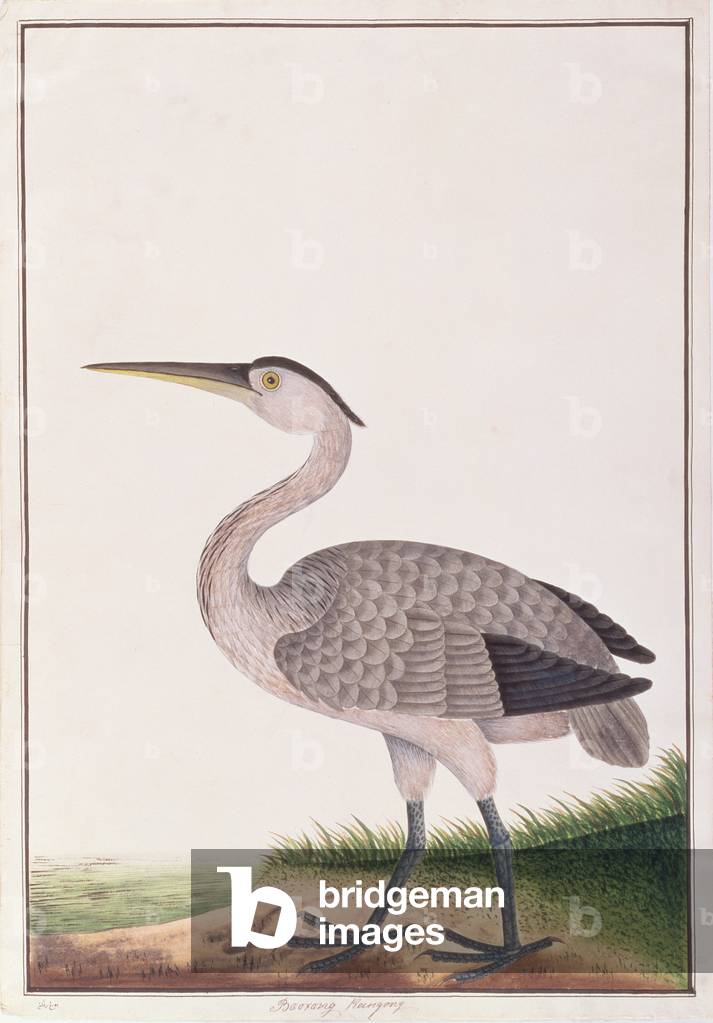 Bild von Zeichnung "Grauer Reiher", c.1805-18 von Chinese School