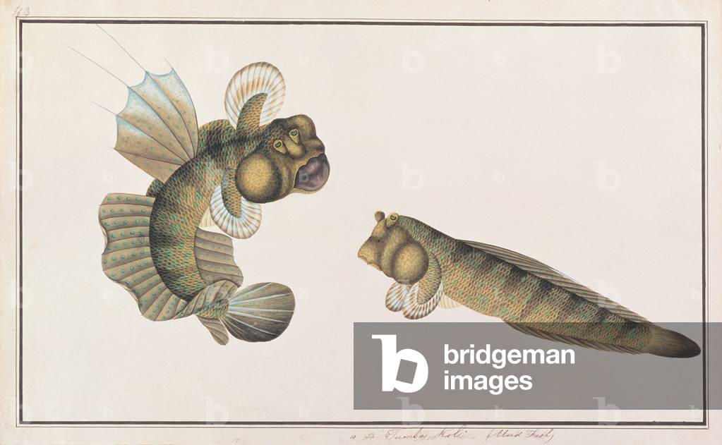 'Dragon' Mudskipper, from 'Drawings of Fishes from Malacca', c.1805-18 (w/c on paper)
