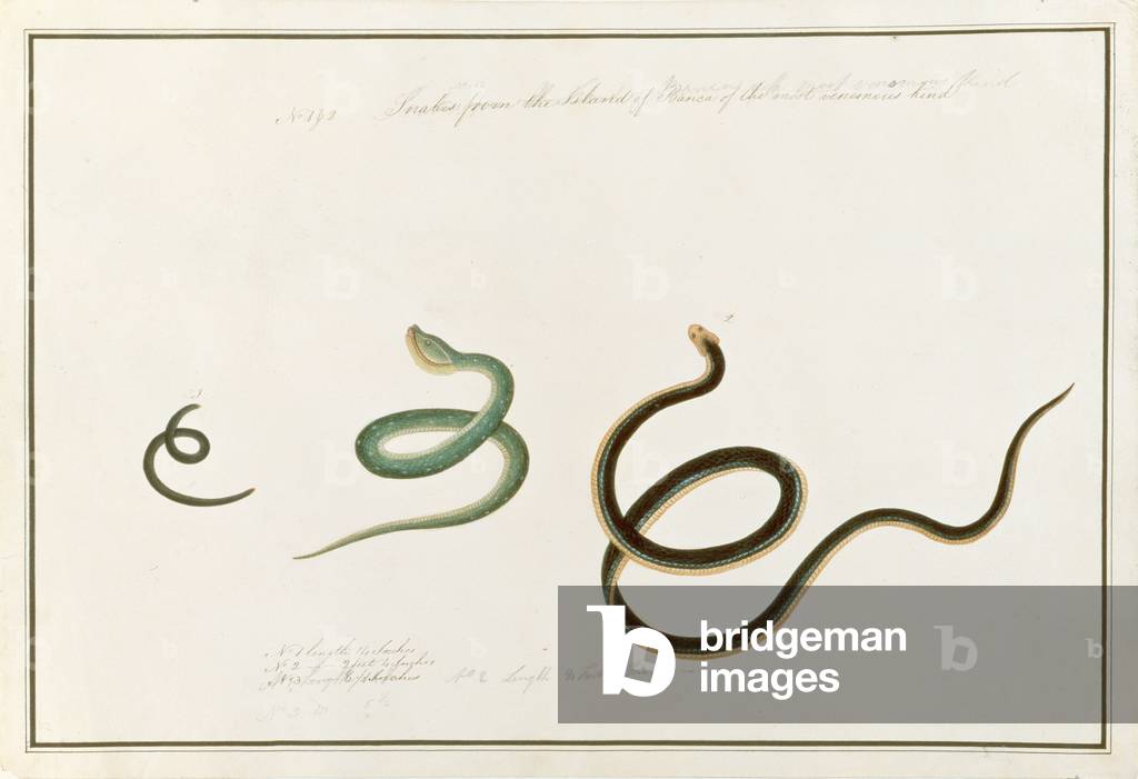 Snakes form the Island of Banca of the most venemous kind, from 'Drawings of Animals, Insects and Reptiles from Malacca', c.1805-18 (w/c and gouache on paper)