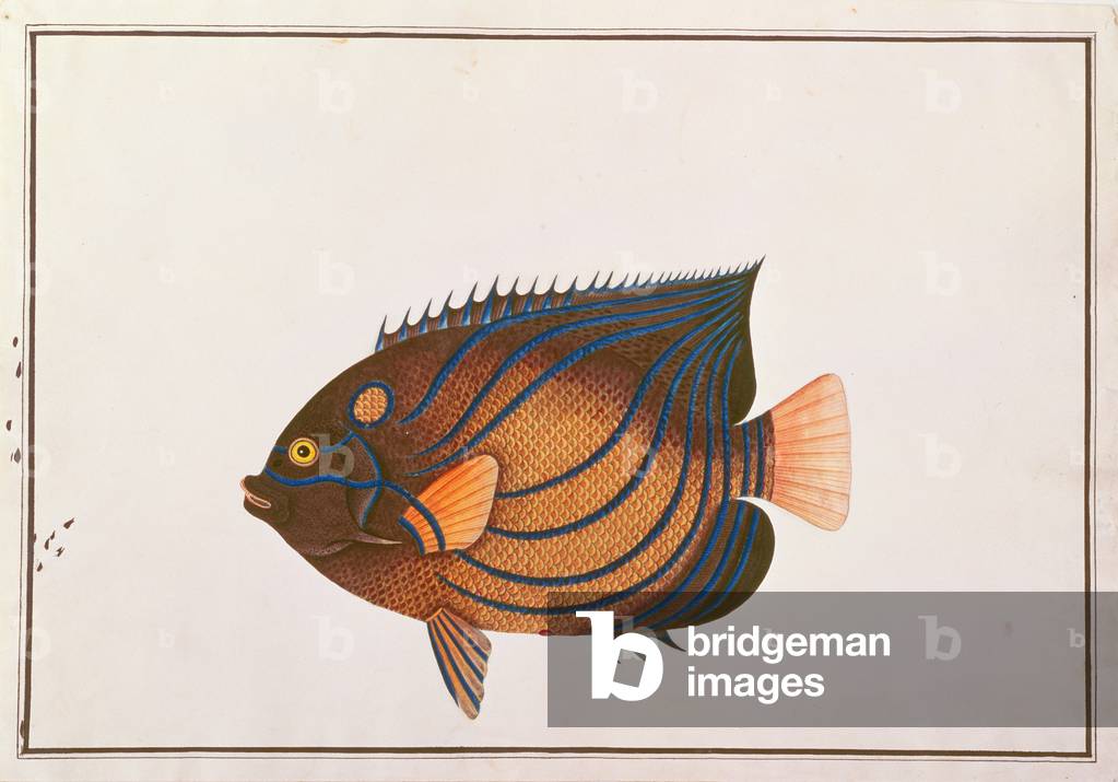 Blue-ringed Angelfish, from 'Drawings of Fishes from Malacca', c.1805-18 (w/c on paper)