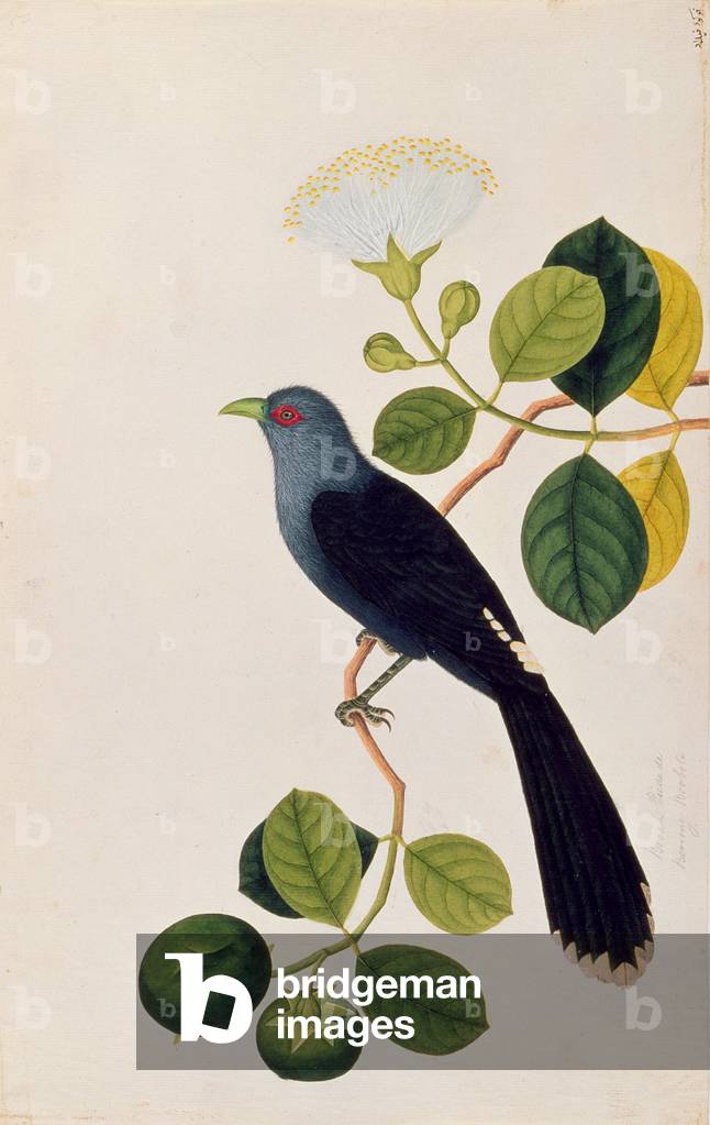 Booah Piedada, Boorong Boobote, aus 'Zeichnungen von Vögeln aus Malacca', c. 1805-18 (w/c auf Papier)