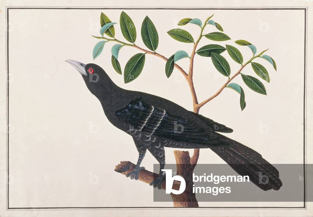 Bild von Zeichnung "Koel", c.1805-18 von Chinese School
