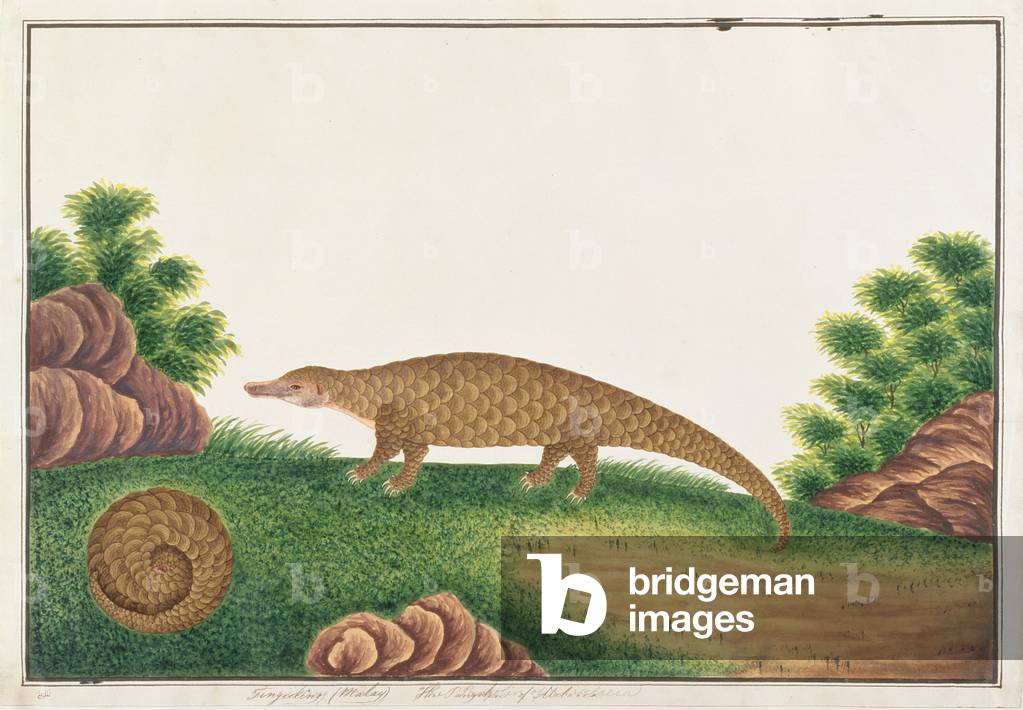 Sunda Pangolin, from 'Drawings of Animals, Insects and Reptiles from Malacca', c.1805-18 (w/c & gouache on paper)