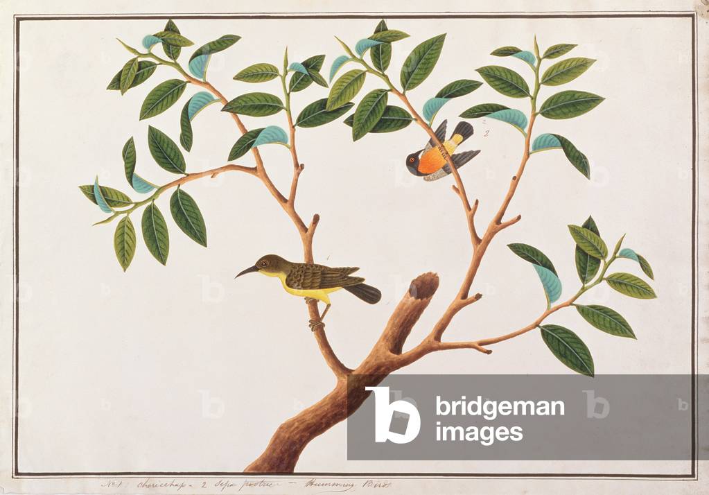 Sonnenvogel und Sonnenvogel mit Rubinwangen, aus 'Zeichnungen von Vögeln aus Malacca', c. 1805-18 (ohne Papier