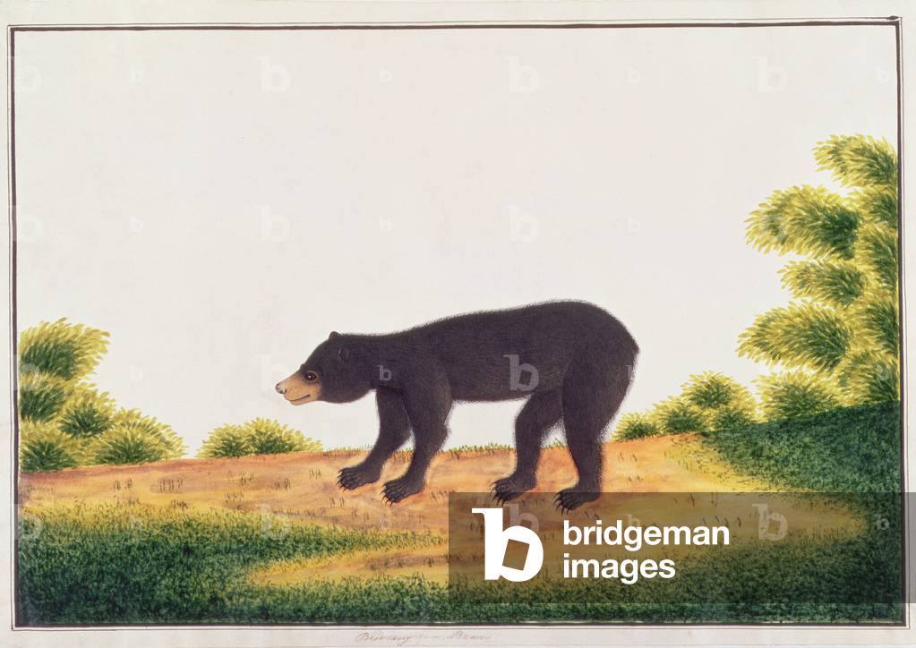 Bear, Broo-ang, from 'Drawings of Animals, Insects and Reptiles from Malacca', c.1805-18 (w/c and gouache on paper)